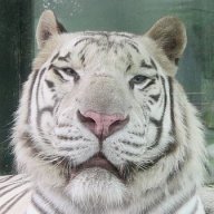 ImperialTiger