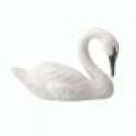 Soaring Swan