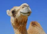 Sandy Camel